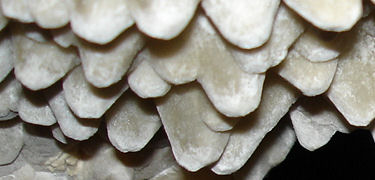 Calcite spar crystals (NPS Photo)